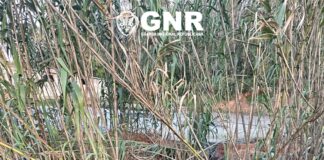 Descarga de efluentes suinícolas em Alvorninha