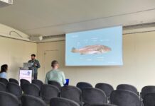 Lançado concurso de 14 ME para unidade de aquacultura de corvina em Peniche