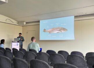 Lançado concurso de 14 ME para unidade de aquacultura de corvina em Peniche