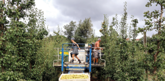 Colheita da fruta no Oeste tem vindo a alterar-se nos últimos anos