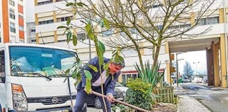 Magnólias substituem palmeiras na Praceta António Montez no Dia das Florestas