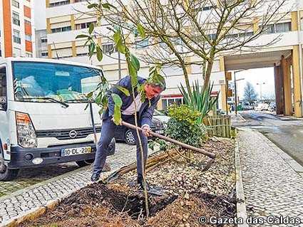 Magnólias substituem palmeiras na Praceta António Montez no Dia das Florestas