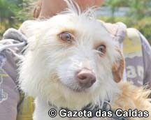 Perdidos & Achados para Adopção 06/05/2016
