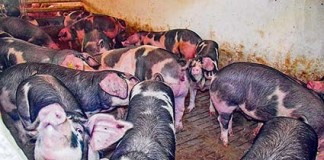 Produtores começam a aplicar nova legislação que pode resolver de vez os problemas das pecuárias Gazeta das Caldas