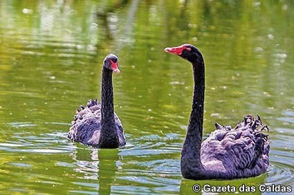 Cisnes negros no lago do Parque