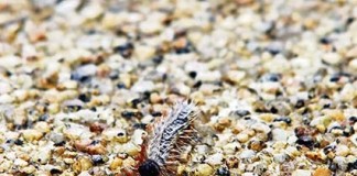 Condições climatéricas favorecem surto de lagarta do pinheiro