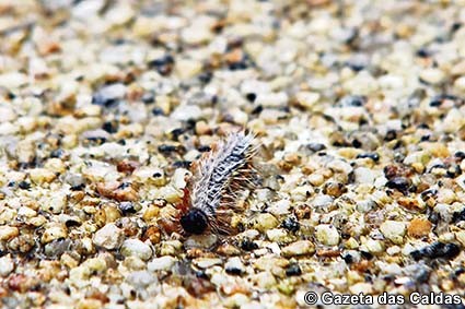 Condições climatéricas favorecem surto de lagarta do pinheiro